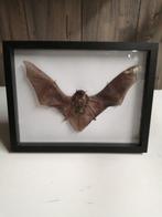 New Framed Pipistrellus Kuhlii bat Taxidermie volledige, Verzamelen, Nieuw