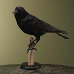 Kraai Taxidermie Opgezette Dieren By Max, Ophalen of Verzenden, Nieuw, Vogel, Opgezet dier