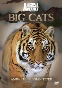 Discovery Channel: Big Cats - Amba the Russian Tiger DVD, CD & DVD, DVD | Autres DVD, Envoi