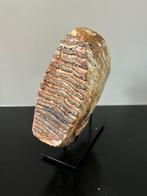 mammoet tand - Fossiele tand - Mammuthus primigenius - 16 cm, Verzamelen, Mineralen en Fossielen