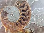 Ammoniet - Gefossiliseerde schelp - Aioloceras (Cleoniceras)