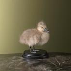 Stippeleend Kuiken Taxidermie Opgezette Dieren By Max, Ophalen of Verzenden, Nieuw, Vogel, Opgezet dier