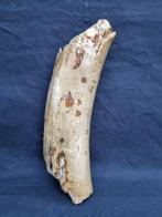 Wolharige mammoet - Fossiel fragment - mammuthus primigenius