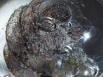 Selkirk Glass - Peter Holmes - Presse-papier -, Antiek en Kunst, Antiek | Glaswerk en Kristal