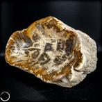 Natuurlijke Grote Gefossiliseerde Houten Kom uit Indonesië-