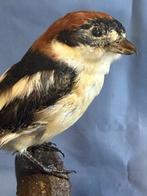 Averla capirossa Taxidermie volledige montage - Lanius, Nieuw