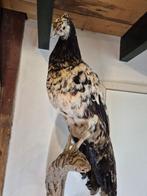 Pauw kip kruising Taxidermie wandmontage - Pavo cristatus x, Nieuw