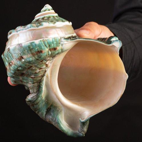 Topkwaliteit - Parelachtige Tulband Zeeschelp - Zeeschelp -, Verzamelen, Mineralen en Fossielen