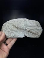Trompetvis Sp. CE TRICUS STRIGATUS - Fossiel skelet -