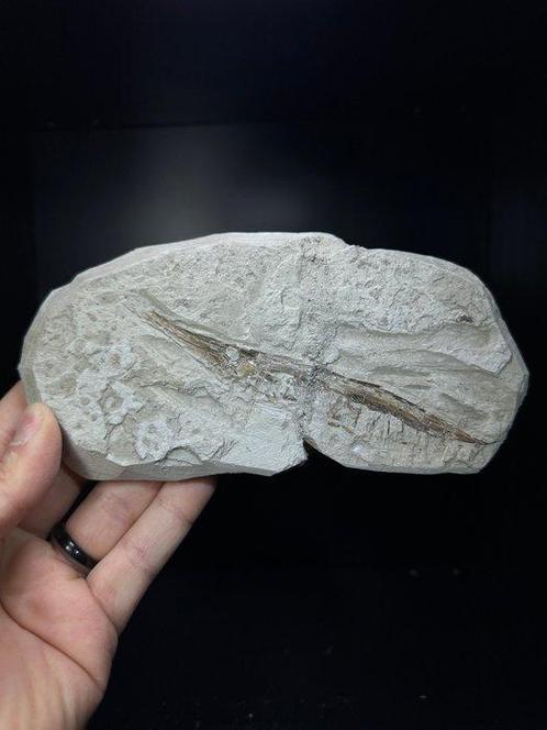 Trompetvis Sp. CE TRICUS STRIGATUS - Fossiel skelet -, Verzamelen, Mineralen en Fossielen