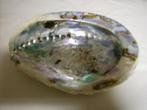 Abalone groot formaat +/- 11cm. per stuk, Hobby & Loisirs créatifs