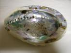 Abalone groot formaat +/- 11cm. per stuk, Nieuw