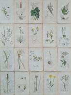James Sowerby - 20 deels handgekleurde lithos o.a.
