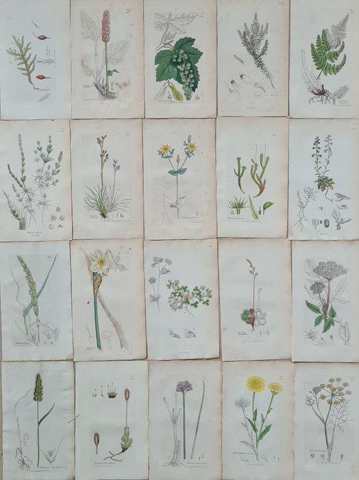 James Sowerby - 20 deels handgekleurde lithos o.a., Antiek en Kunst, Antiek | Boeken en Manuscripten