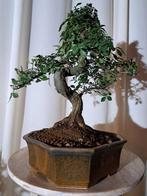 Chinese iep bonsai (Ulmus parviflora) - Hoogte (boom): 25 cm, Antiek en Kunst