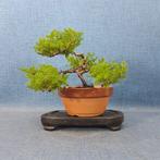 Bonsaï Genévrier (Juniperus) - Hauteur (arbre) : 14 cm -