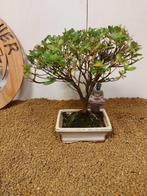 Azalea bonsai (Rhododendron) - Hoogte (boom): 25 cm - Diepte