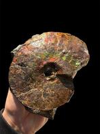 Ongelooflijke ammolite - Fossiel fragment - Placenticeras