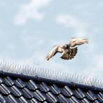 NIEUW - Vogelweringspinnen 250 cm, Dieren en Toebehoren, Overige Dieren