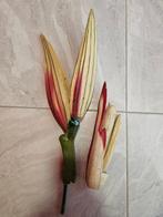Botanical model - Botanical model - Wood, Papier-mache