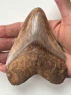 Megalodon tand 11,8 cm - Fossiele tand - Carcharocles, Verzamelen, Mineralen en Fossielen