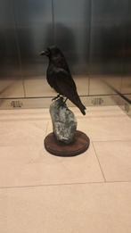 Corbeau Support de corps entier pour taxidermie - Krähe - 50, Verzamelen, Dierenverzamelingen, Nieuw
