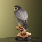 Slechtvalk Taxidermie Opgezette Dieren By Max, Verzamelen, Ophalen of Verzenden, Nieuw, Vogel, Opgezet dier
