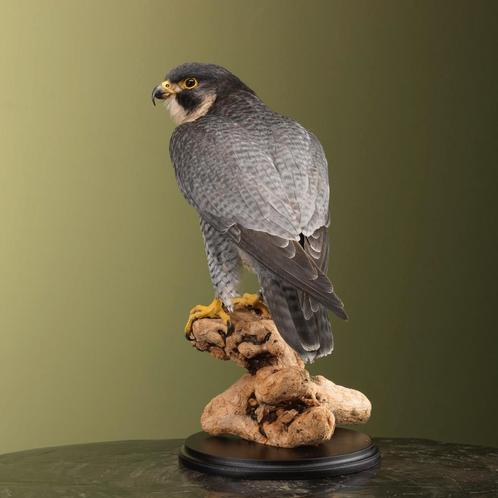 Slechtvalk Taxidermie Opgezette Dieren By Max, Verzamelen, Dierenverzamelingen, Opgezet dier, Nieuw, Vogel, Ophalen of Verzenden