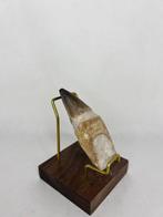 Mosasaurus - Fossiele tand - 8 cm - 3 cm (Zonder