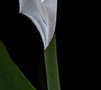 Diane Pfister - Flowers Edition Collection No. 40 -