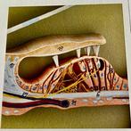 Anatomisch model - hoogwaardige kunststof (somsoplast) -