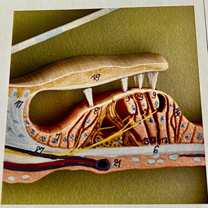 Anatomisch model - hoogwaardige kunststof (somsoplast) -, Antiek en Kunst, Antiek | Wandborden en Tegels