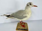 Zwarte-wenkmeeuw - jongvolwassene Taxidermie volledige, Verzamelen, Nieuw