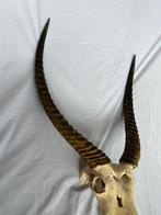 Antilope Gewei - Kobus ellipsiprymnus defassa - 97 cm - 58, Nieuw