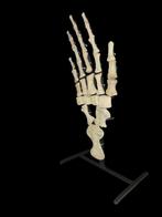 Mosasaurus - Fossiel skelet - 60 cm - 30 cm