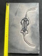 Zeereptiel - Gefossiliseerd dier - Keichousaurus - 29.3 cm -