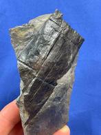 Prachtige Calamites-stam! - Gefossiliseerde plant -