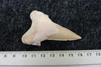 Fossile haaientand XL --PAS DE PRIX DE RÉSERVE-- - Dent