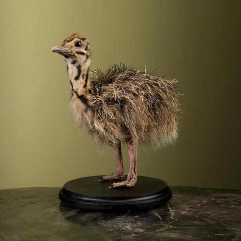 Struisvogel Kuiken Taxidermie Opgezette Dieren By Max, Collections, Collections Animaux, Enlèvement ou Envoi