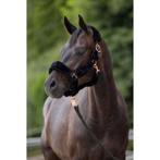 Licol supersoft pony  noir - kerbl