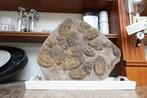 Fossiel - Fossiele matrix - cambropallas telesto trilobite -