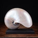 Nautile en chambre sur socle personnalisé - coquillage marin, Verzamelen, Nieuw