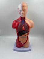 Industriële apparatuur - Frankrijk - anatomisch model van