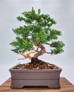 Bonsai van Juniper Kishu - Verzamelstuk - Hoogte (boom): 28