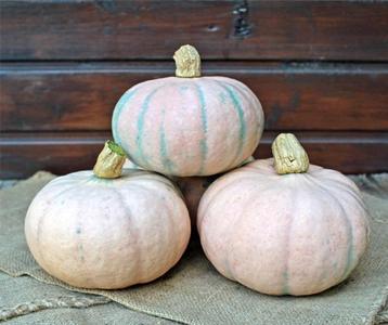 Winter Blush F1 Roze eetpompoen 1000 Rose-Groen pomp beschikbaar voor biedingen