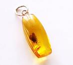 Zeldzaam natuurlijk Baltisch amber hanger met fossiele