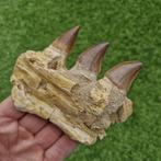 Fossil mosasaur jaw - Gefossiliseerde kaak - Mosasaurus