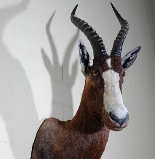 Blesbok Taxidermie volledige montage - Damaliscus pygargus, Antiek en Kunst, Curiosa en Brocante