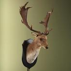 Damhert Taxidermie Opgezette Dieren By Max, Ophalen of Verzenden, Nieuw, Wild dier, Opgezet dier