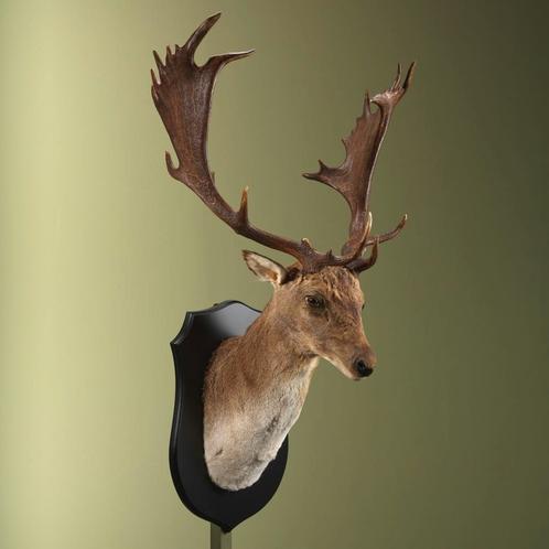 Damhert Taxidermie Opgezette Dieren By Max, Verzamelen, Dierenverzamelingen, Opgezet dier, Nieuw, Wild dier, Ophalen of Verzenden